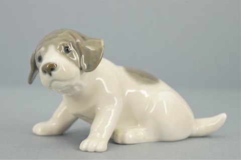Royal Copenhagen; Porcelæns figur, pointer hundehvalp #1311