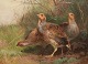 A. Mackeprang; Maleri, agerhøns, olie på træ
